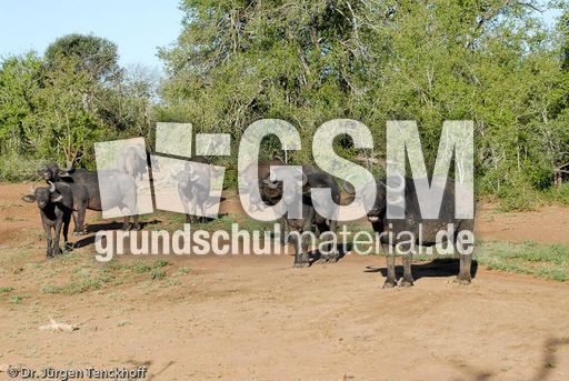 Afrikanischer Büffel (32 von 102).jpg